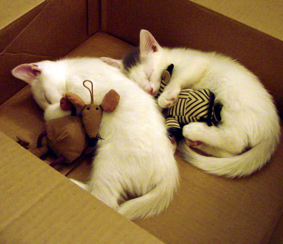 开云·体育官方网站入口-体育纪录片关注双语运动员成长历程，有关体育史的纪录片