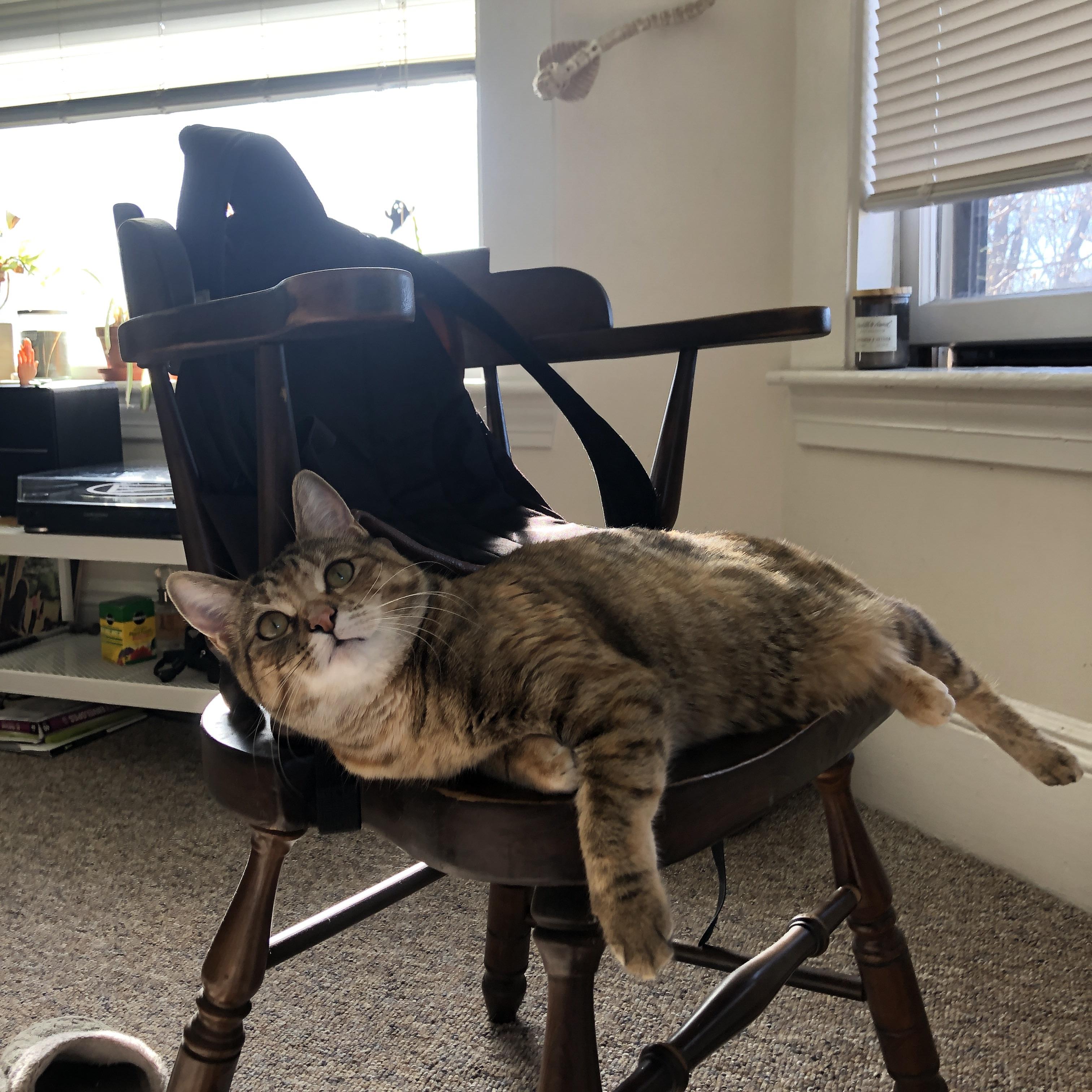 开云网页版登录入口-国际乒联混合团体世界杯：德国队如何突破瓶颈实现飞跃发展，德国乒乓联赛