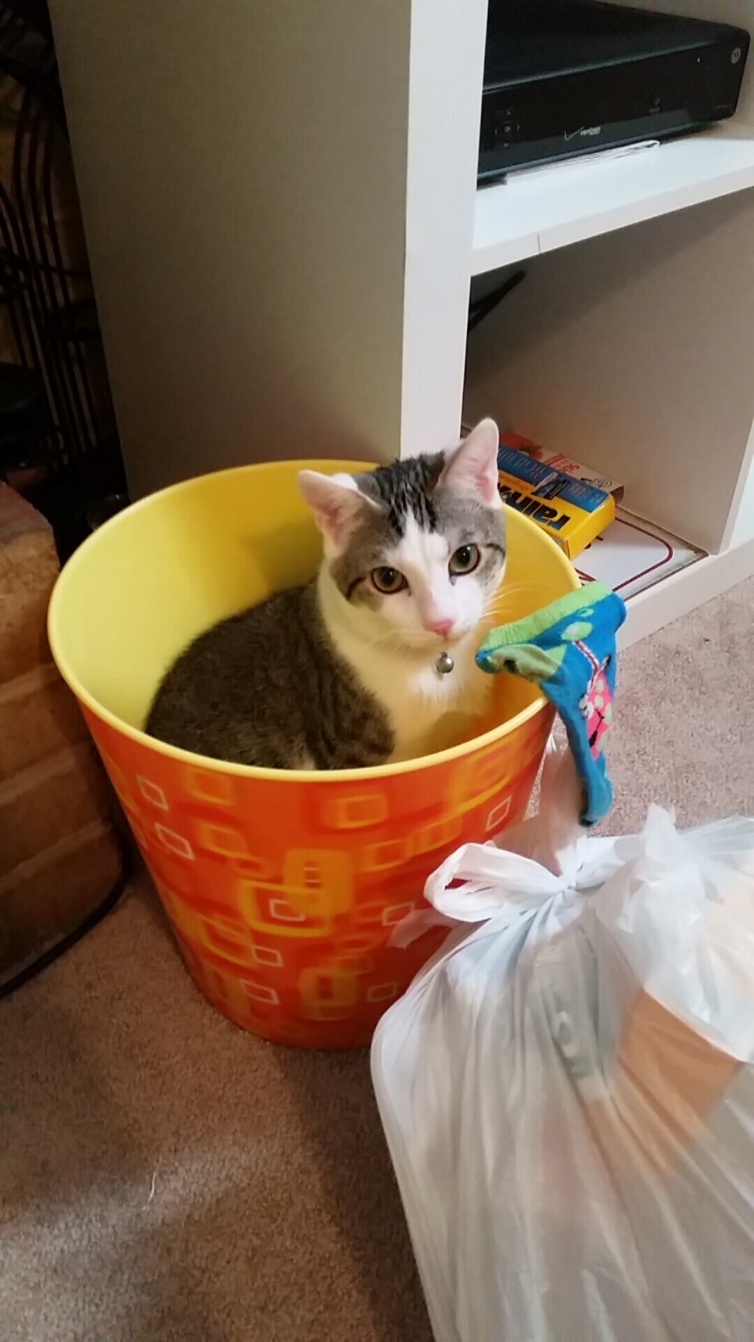 国际乒联混合团体世界杯：澳大利亚队能否再创辉煌？，澳大利亚乒乓男团