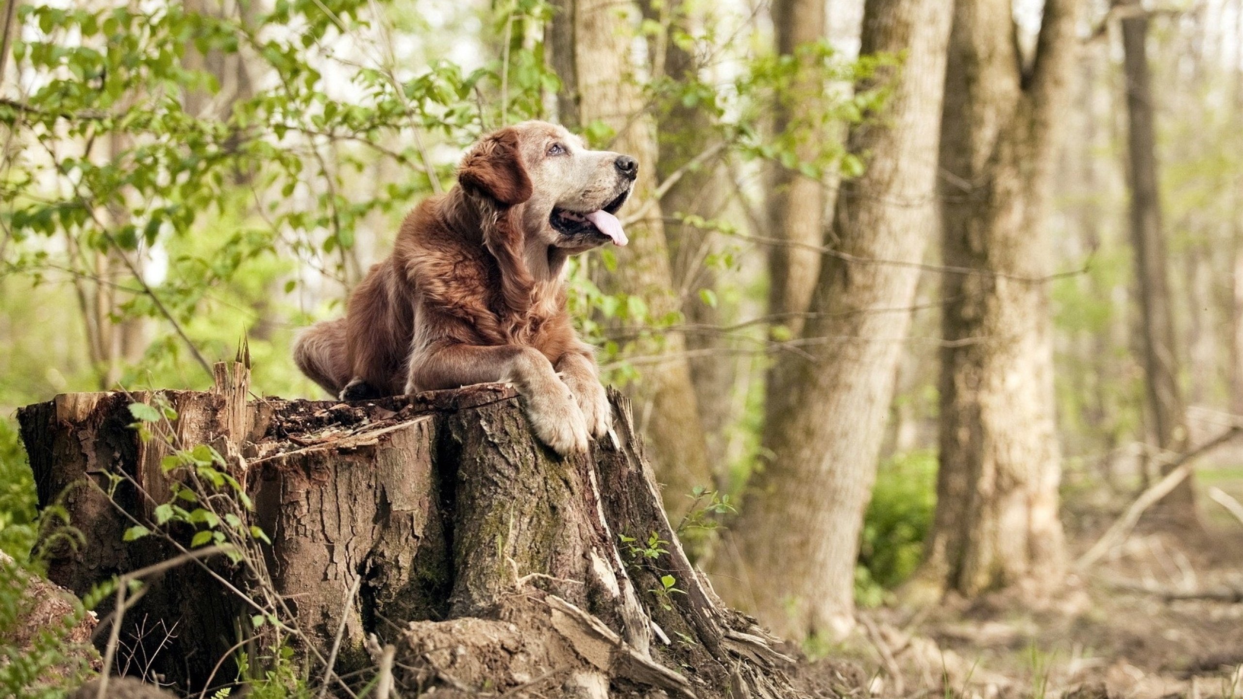 主力门将稳定发挥连续三场零封对手成为防线最坚固保障，门将连续零封记录