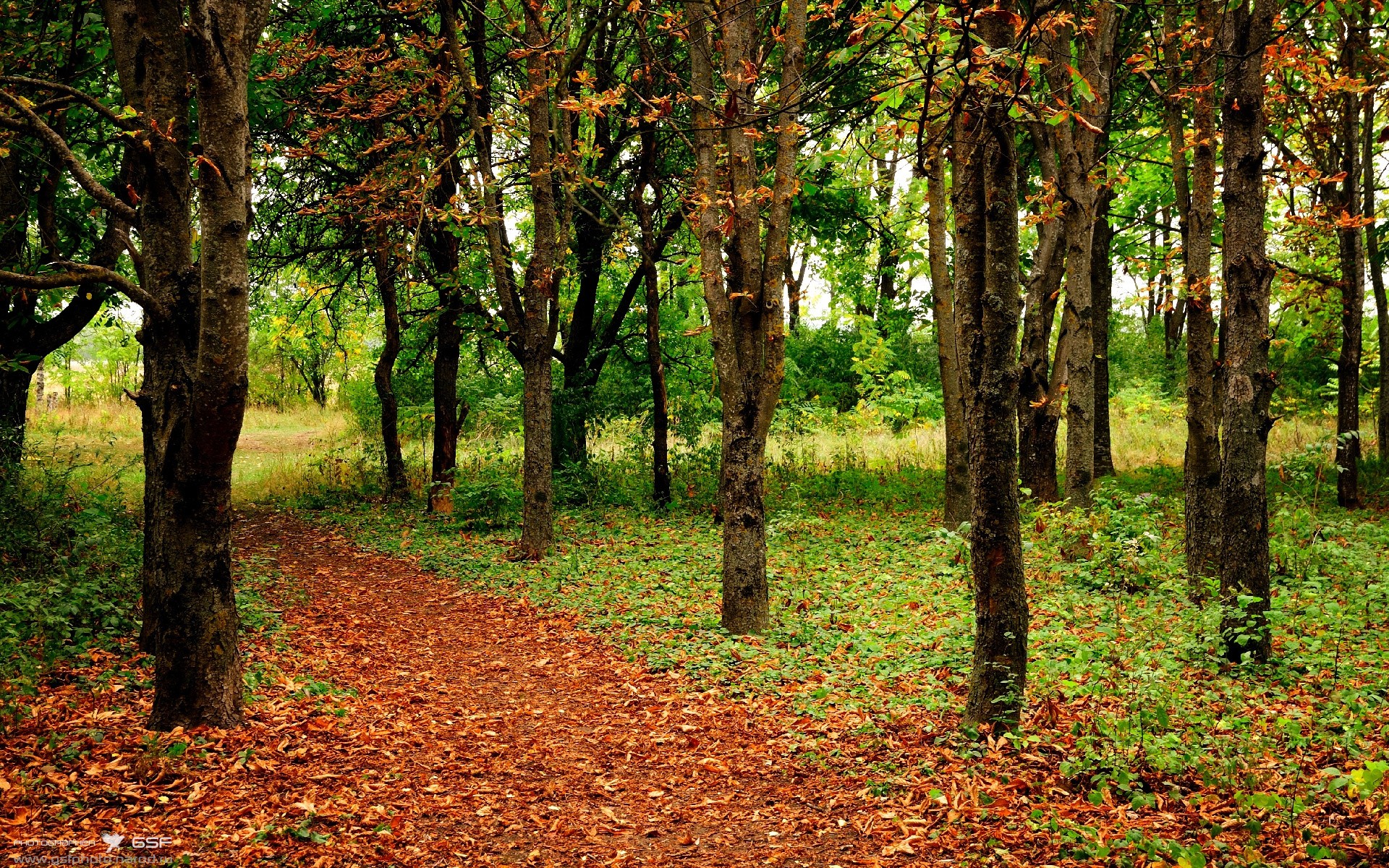 唐纳德·高尔的快速反应与突破能力，突破对手防线，唐纳德高斯简介