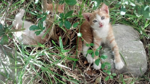 开云体育视频直播-帕金斯50米蝶泳创个人最佳，帕金斯espn