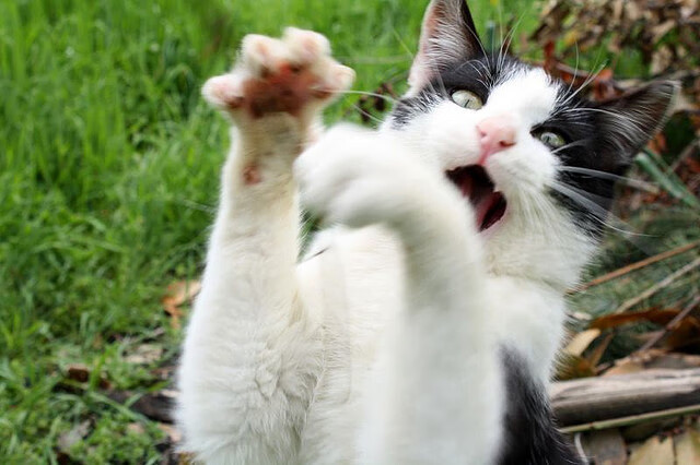 英橄发展焦点正在从男队转向女队？，英式橄榄球赛程