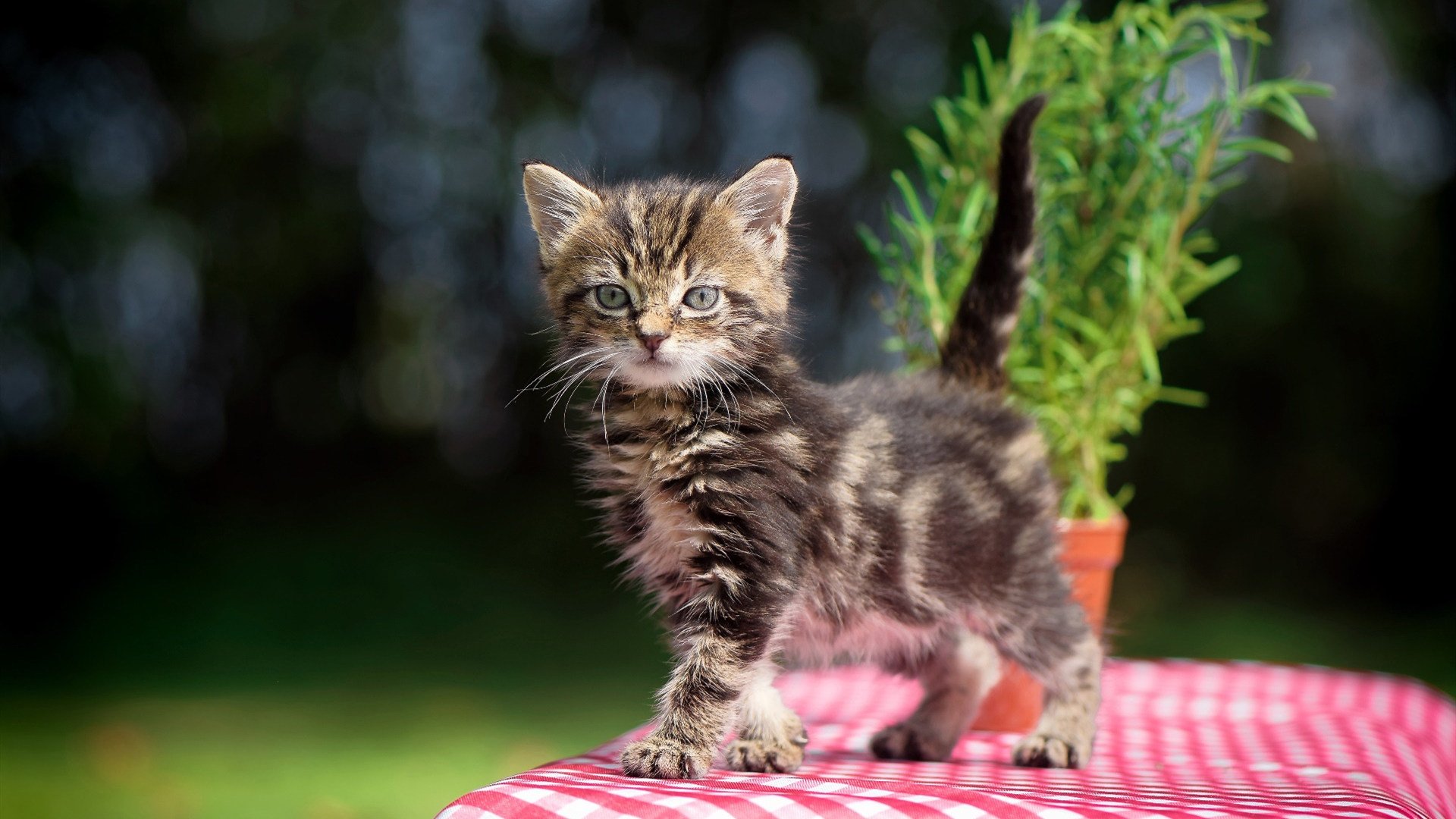 开云·体育全站登录地址-青少年联赛引入智能裁判系统试点提升公正效率，青少年赛事活动服务中心