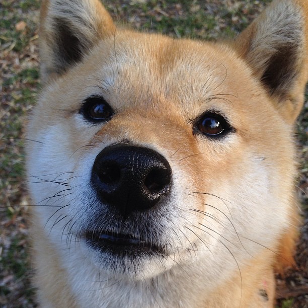 kaiyun体育综合-黎巴嫩男篮在西亚锦标赛中奋战不息，期待奥运入场券到手，黎巴嫩篮球队什么水平